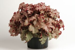 Darwin Perennials Heuchera Carnival Peach Parfait