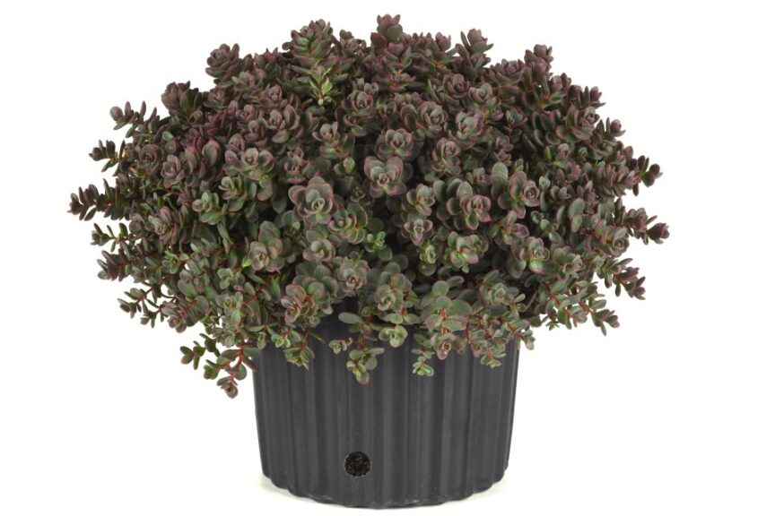 Darwin Perennials Sedum Shamrock