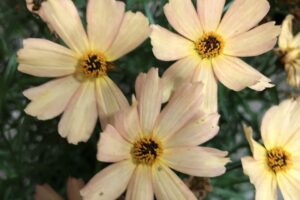 Dummen Orange Coreopsis Fall Sensation Sandstone