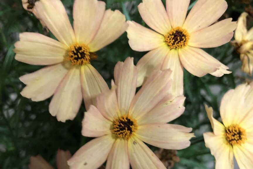 Dummen Orange Coreopsis Fall Sensation Sandstone