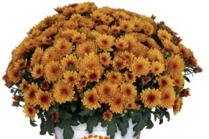 Dummen Orange Garden Mum Solstice Bronze