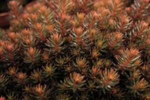 Dummen Orange Sedum Chocolate Ball