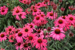 Echinacea ‘Glowing Dream. Terra Novas biggest success stories for 2024 continue to be its best selling products