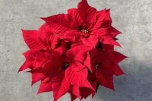 FabYULEous poinsettia at Lucas Greenhouses