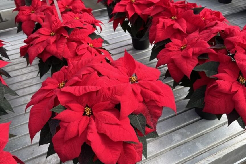 Ferrara poinsettia at Plantpeddler