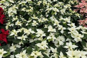 Flurry poinsettias at Sawaya Gardens