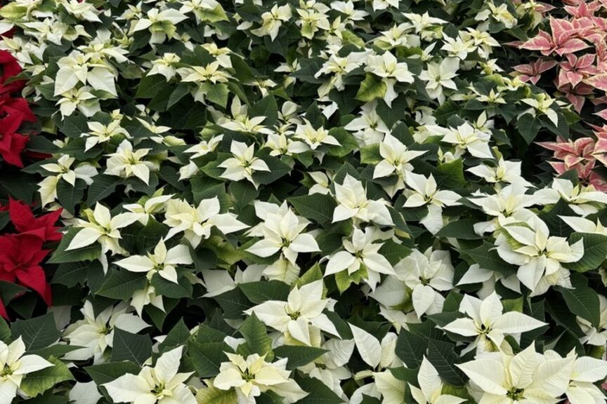 Flurry poinsettias at Sawaya Gardens