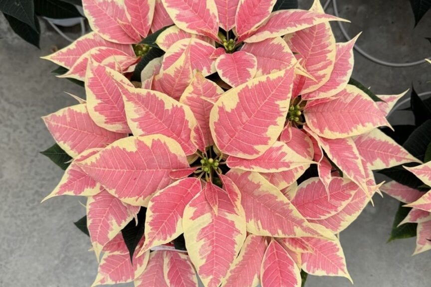 Freya Marble poinsettia at Sawaya Gardens