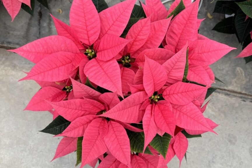 Freya Pink poinsettia at Sawaya Gardens