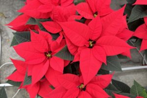 Freya Red poinsettia at Sawaya Gardens