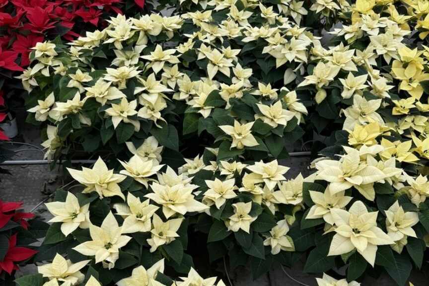 Freya White poinsettia at Sawaya Gardens