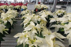 Frozen poinsettias at Plantpeddler