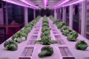 5. What Are the Trade-offs of Dynamic Spectrum LEDs in Horticulture?