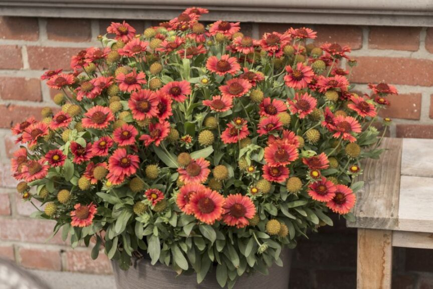 Gaillardia %E2%80%98SpinTop Series Red Dummen%E2%80%AFOrange