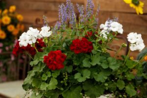 Geraniums have always been a summer staple at retail