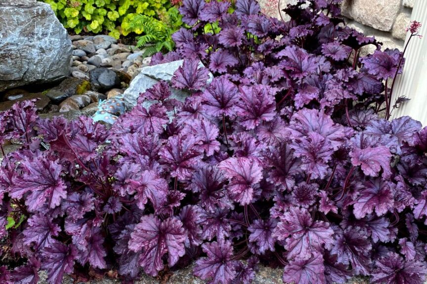 Heuchera FOREVER Purple resized