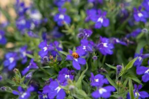 Lobelia ‘Masterpiece Blue with Eye a Fleurselect Gold Medal Winner is among Benarys biggest success stories of 2024