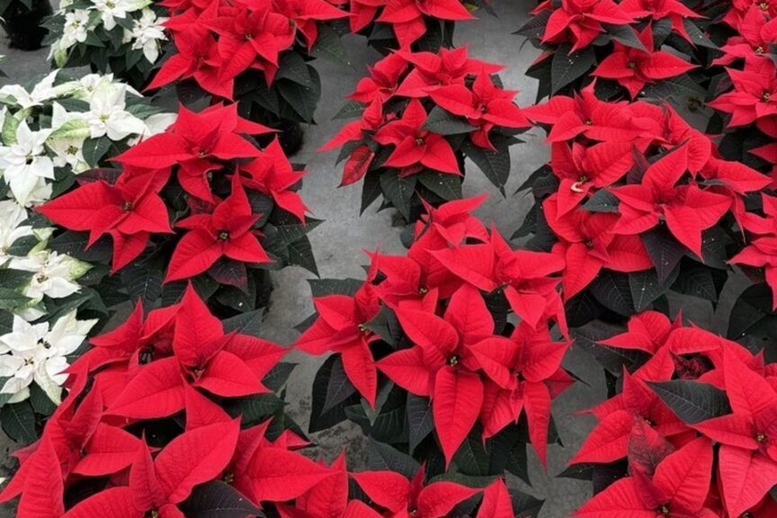 Noblesse poinsettias at Vaandrager Nurseries