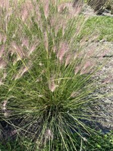 Ornamental Grass Muhlenbergia Ruby Benary Penn State