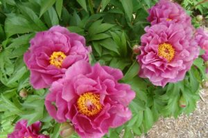 Paeonia Garden Candy Series %E2%80%98Evie Jane Plants Nouveau