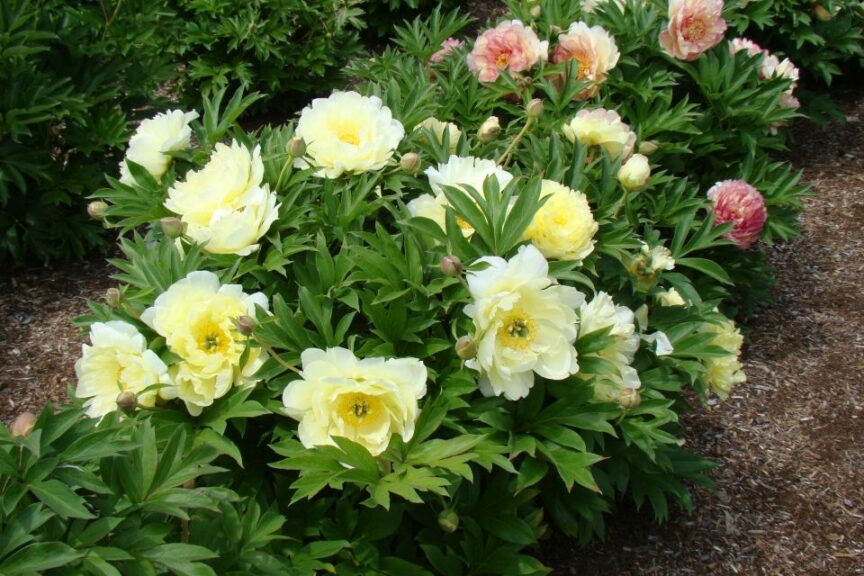 Paeonia Garden Candy Series %E2%80%98Pineapple Fizz Plants Nouveau