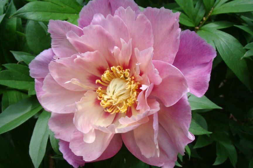 Paeonia Garden Candy Series %E2%80%98Sweet Treat Plants Nouveau