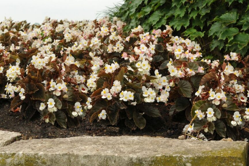 PanAmerican Seed Begonia BabyWing White Bronze Leaf