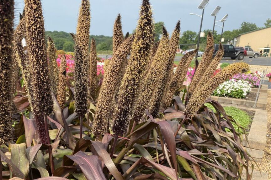 PanAmerican Seed Ornamental Millet Copper Prince