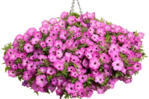 Petunia %E2%80%98Supertunia Tiara Pink Proven Winners