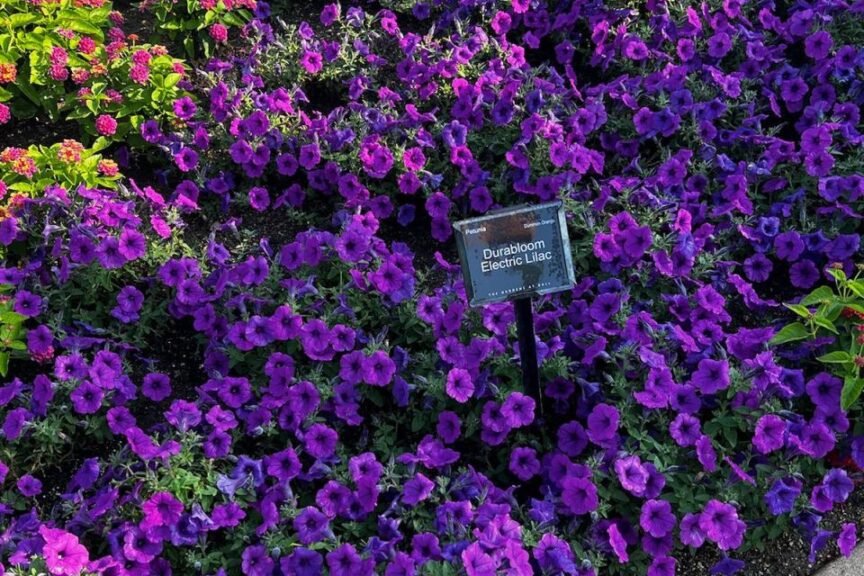 Petunia Durabloom Series %E2%80%98Electric Lilac Dummen%E2%80%AFOrange