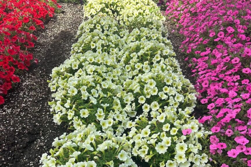 Petunia Durabloom Series %E2%80%98Yellow 2025 Intrinsa