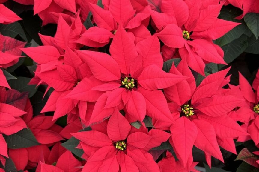 Rapid Red poinsettias at Sawaya Gardens