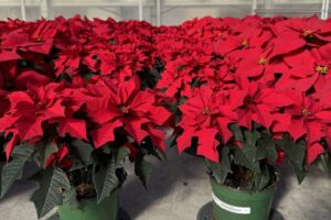 Red Ribbons poinsettias at Lucas Greenhouses