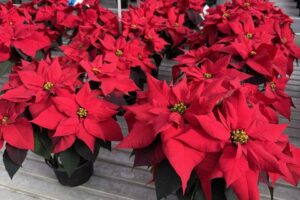 Red Soul poinsettias at Plantpeddler