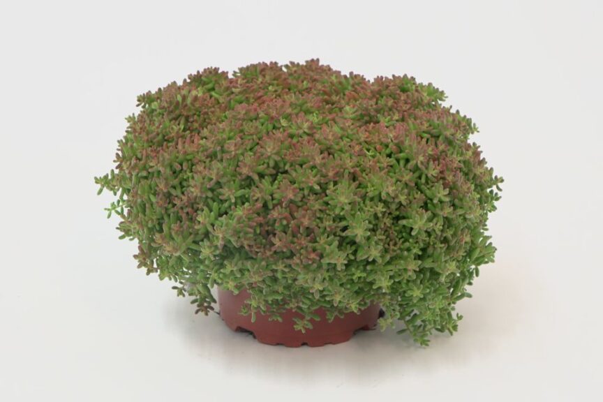 Selecta One Sedum Ocean Reef