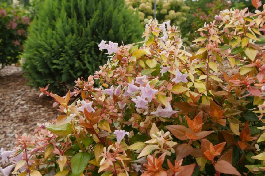 Spring Meadow Nursery PWCC Abelia Funshine