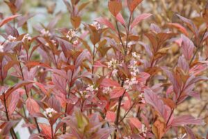 Spring Meadow Nursery PWCC Viburnum Sweet Talker