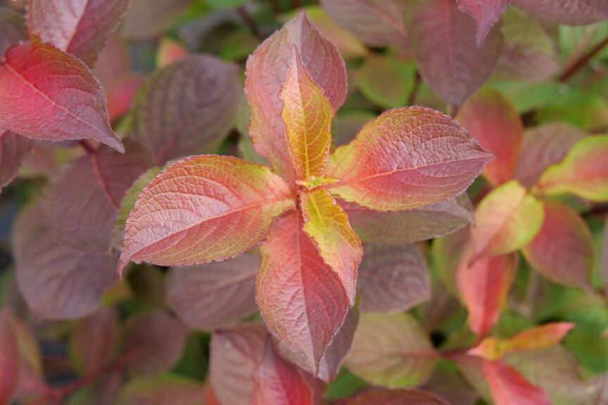 Spring Meadow Nursery PWCC Weigela Midnight Sun