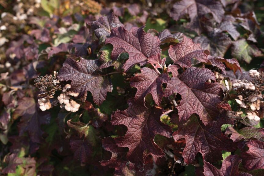 Star Roses and Plants Lil Annie Oakleaf Fall Foliage