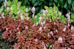 Terra Nova Nurseries Heucherella Brass Lantern