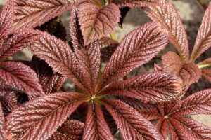 Terra Nova Nurseries Rodgersia Bronze Peacock