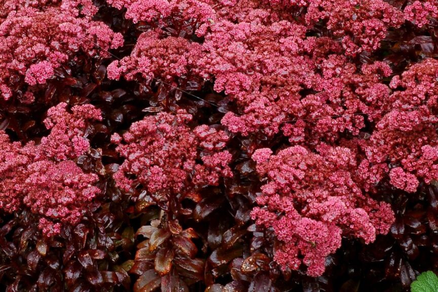 Terra Nova Nurseries Sedum Dark Magic