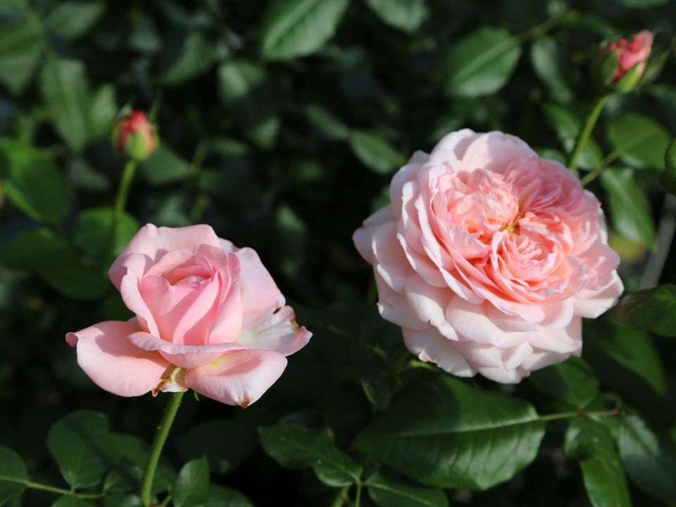 The Martha Stewart a Hybrid Tea Rose bred by Meilland and introduced by Star Roses and Plants 1