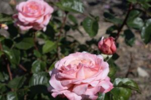 The Martha Stewart a Hybrid Tea Rose bred by Meilland and introduced by Star Roses and Plants 2