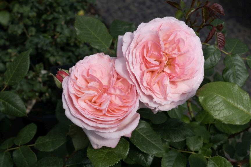 The Martha Stewart a Hybrid Tea Rose bred by Meilland and introduced by Star Roses and Plants 3