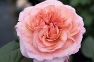 The Martha Stewart a Hybrid Tea Rose bred by Meilland and introduced by Star Roses and Plants 4