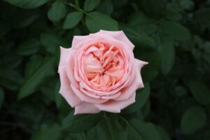 The Martha Stewart a Hybrid Tea Rose bred by Meilland and introduced by Star Roses and Plants 5