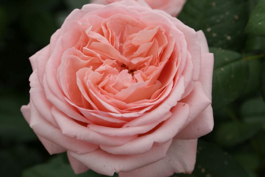 Introducing the Martha Stewart Rose from Star Roses and Plants