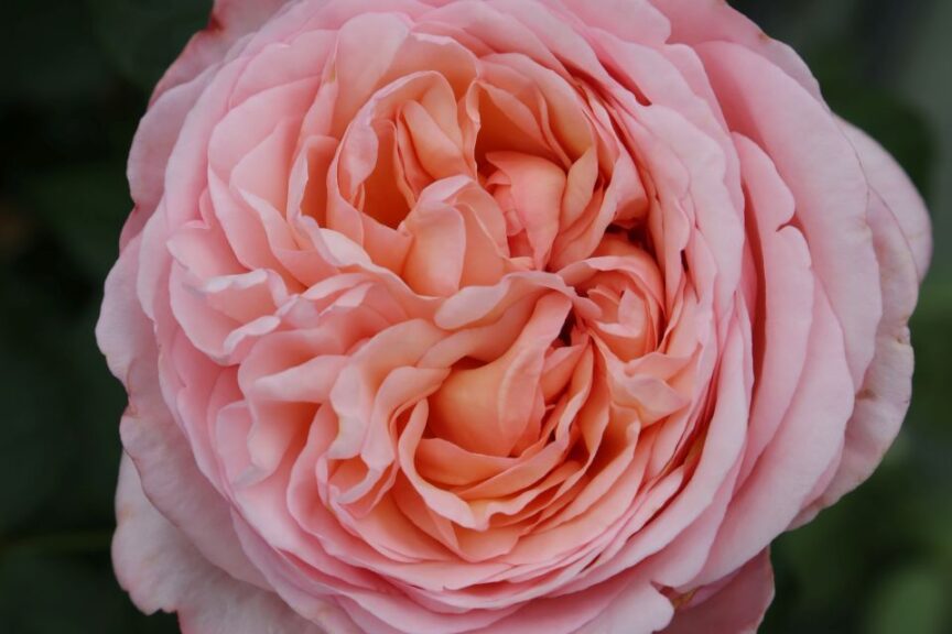 The Martha Stewart a Hybrid Tea Rose bred by Meilland and introduced by Star Roses and Plants 7