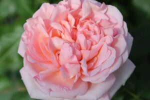 The Martha Stewart a Hybrid Tea Rose bred by Meilland and introduced by Star Roses and Plants 8